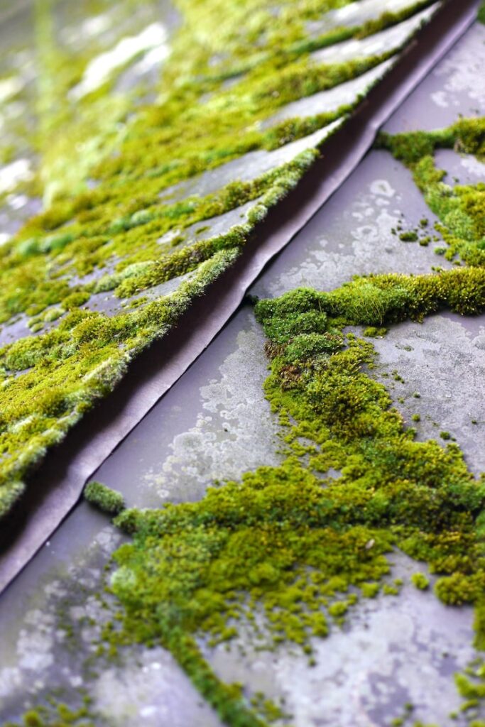 Moss removals