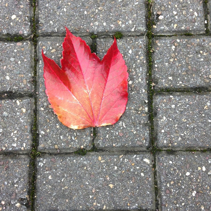 Who Books Brick Driveway Cleaning